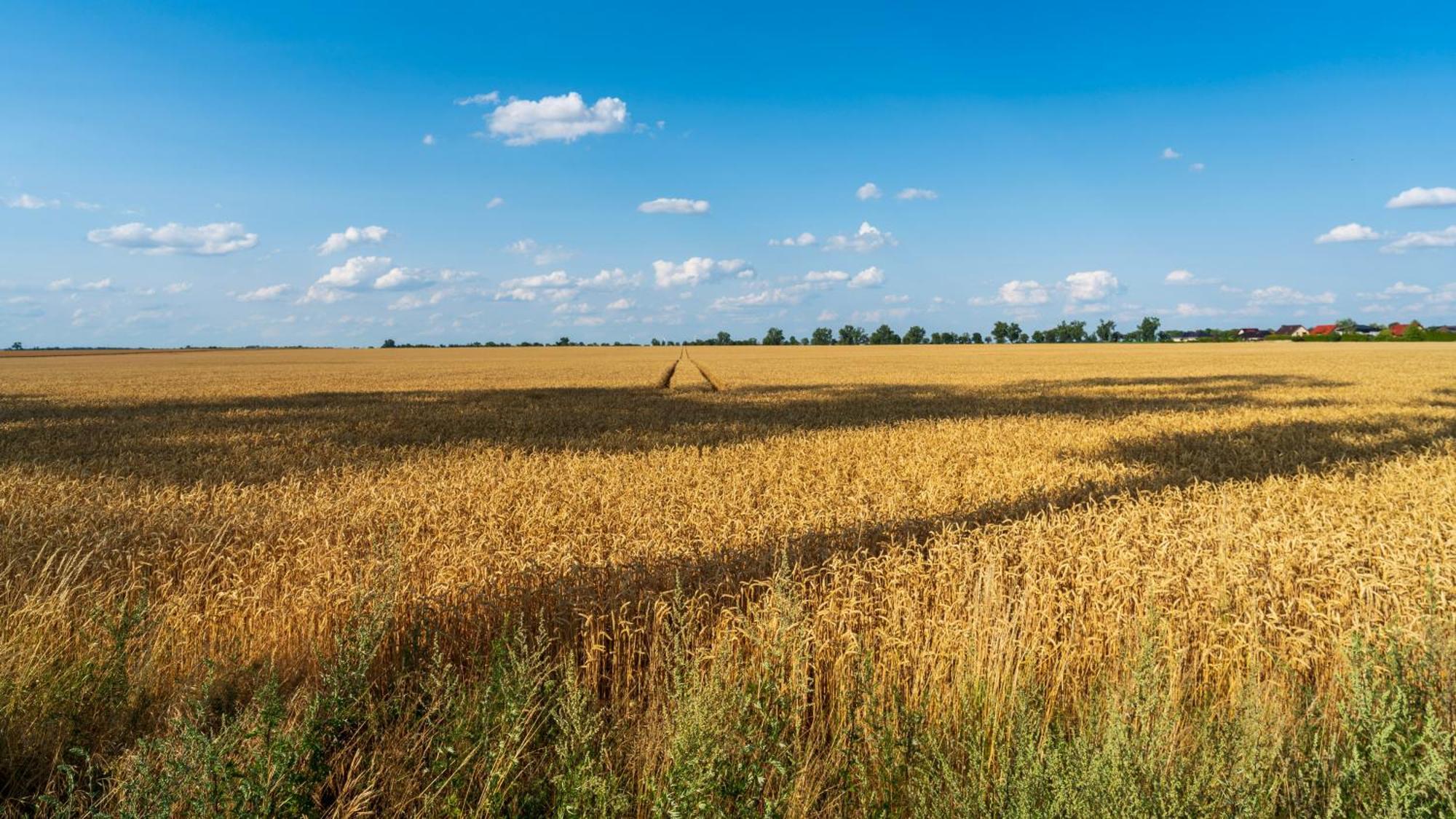 Work & Travel _ Ecostay _ * Sroda Wielkopolska